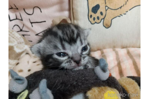 成約済の埼玉県のアメリカンショートヘア-47610の4枚目